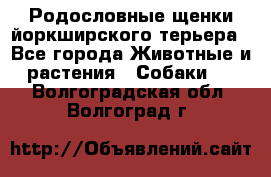 Родословные щенки йоркширского терьера - Все города Животные и растения » Собаки   . Волгоградская обл.,Волгоград г.